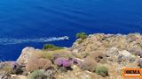 Ισραηλινής, Κρήτη,israilinis, kriti