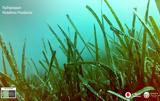 Vodafone Posidonia, Ποσειδωνίας,Vodafone Posidonia, poseidonias