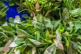 Βλήτα, Καθάρισμα – Βράσιμο – Θερμίδες,vlita, katharisma – vrasimo – thermides