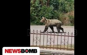 Αρκούδες, Καστοριά, Newsbomb, arkoudes, kastoria, Newsbomb