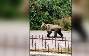Νεαρή, “εγκαταστάθηκε”, Μαυροχώρι, neari, “egkatastathike”, mavrochori