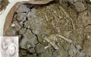 Σκελετός, skeletos