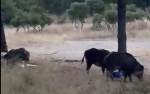 Αγριογούρουνα, Γορίτσας…VIDEO, agriogourouna, goritsas…VIDEO