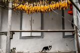 Κερασούντα, Επετειακή, 100, Ποντίων,kerasounta, epeteiaki, 100, pontion