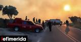 Arson Suspected,Simultaneous Wildfires Ravage Greek