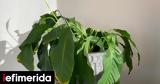 Σημάδια,simadia