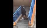 Γαλλία, Πυροβολισμοί, Νιμ – Αναφορές,gallia, pyrovolismoi, nim – anafores