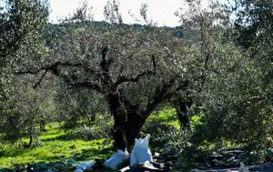 ΟΠΕΚΕΠΕ, Νέοι, Κέλλα, Βορίδη – Του, opekepe, neoi, kella, voridi – tou