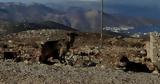 Σεισμός 41 Ρίχτερ, Αμοργό, Σαντορίνη,seismos 41 richter, amorgo, santorini