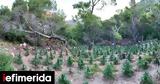Ρέθυμνο, Εντοπίστηκαν 19, -Κατασχέθηκαν 147, 48χρονος,rethymno, entopistikan 19, -kataschethikan 147, 48chronos