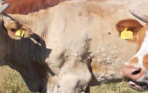 Οζώδης Δερματίτιδα, Ευρώπη – Νέο, Γαλλία, ozodis dermatitida, evropi – neo, gallia