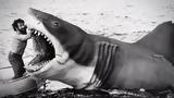 Jaws Transformers, Office, Όσα, Ιούλιο, Disney+,Jaws Transformers, Office, osa, ioulio, Disney+