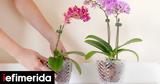 Ορχιδέες,orchidees