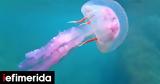 Swarms,Venomous Purple Jellyfish Invade Greek Seas Sparking Health Alerts